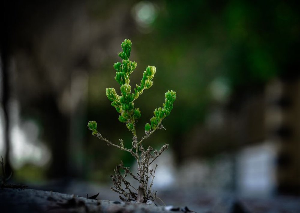 images