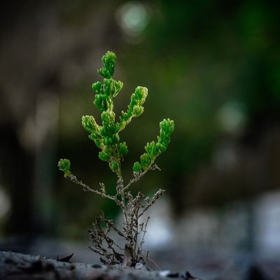 images