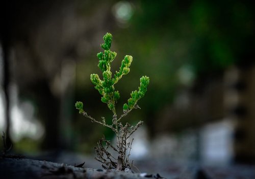 images