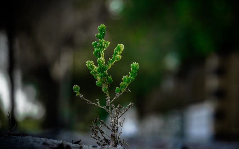 images